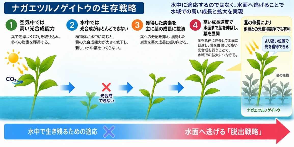 Visual-Summary-of-Research-Results
