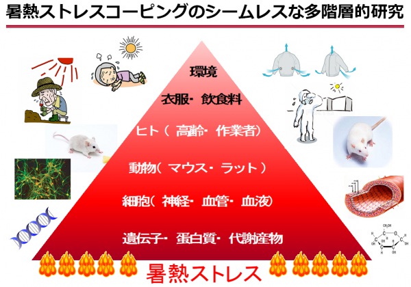 暑熱ストレスコーピングのシームレスな多階層的研究