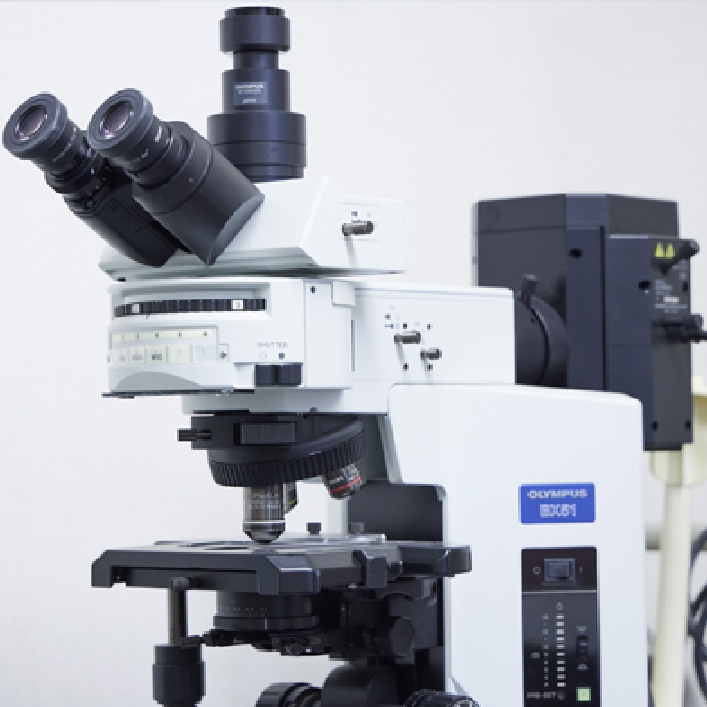 酵母細胞の評価に使用する蛍光顕微鏡