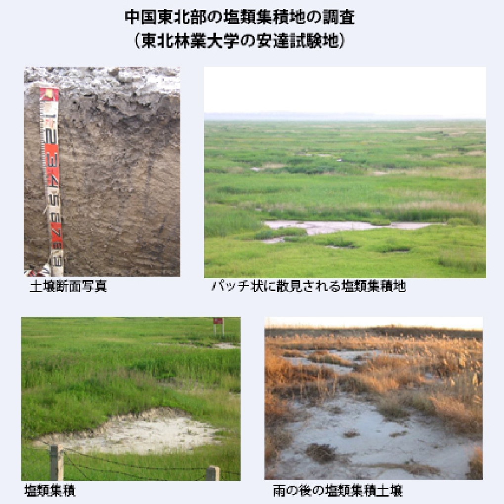 中国東北部の塩類集積地の調査