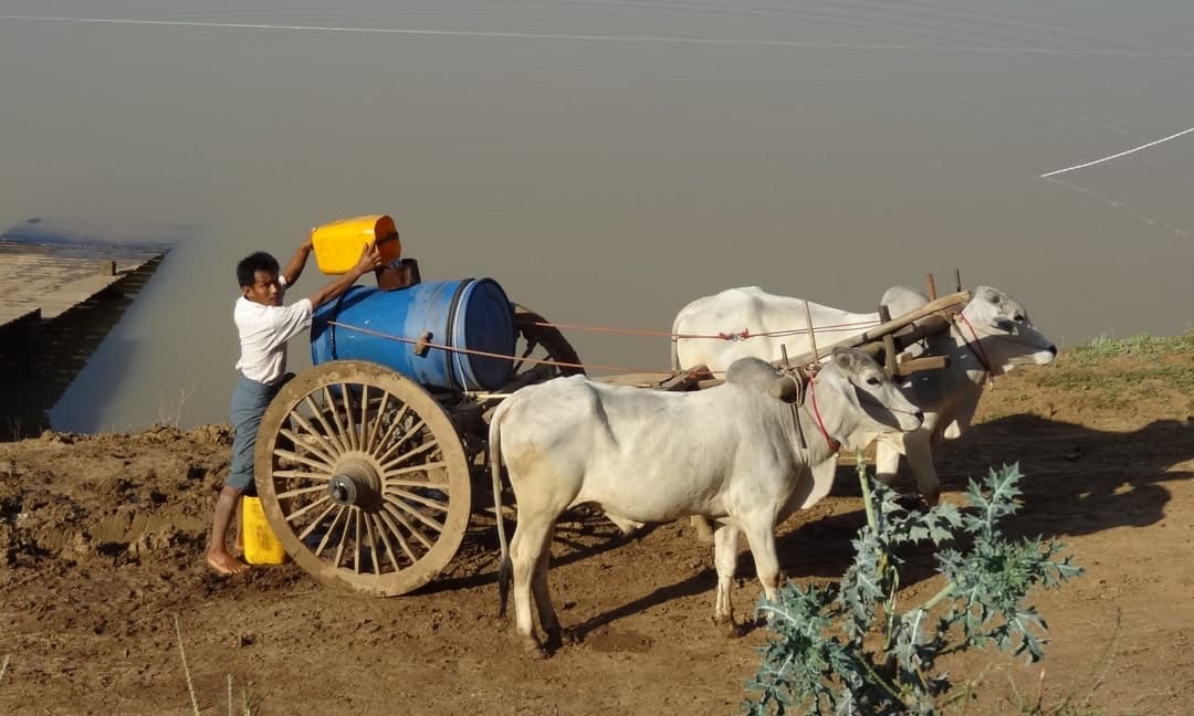 写真：牛車で水を運ぶ男性
