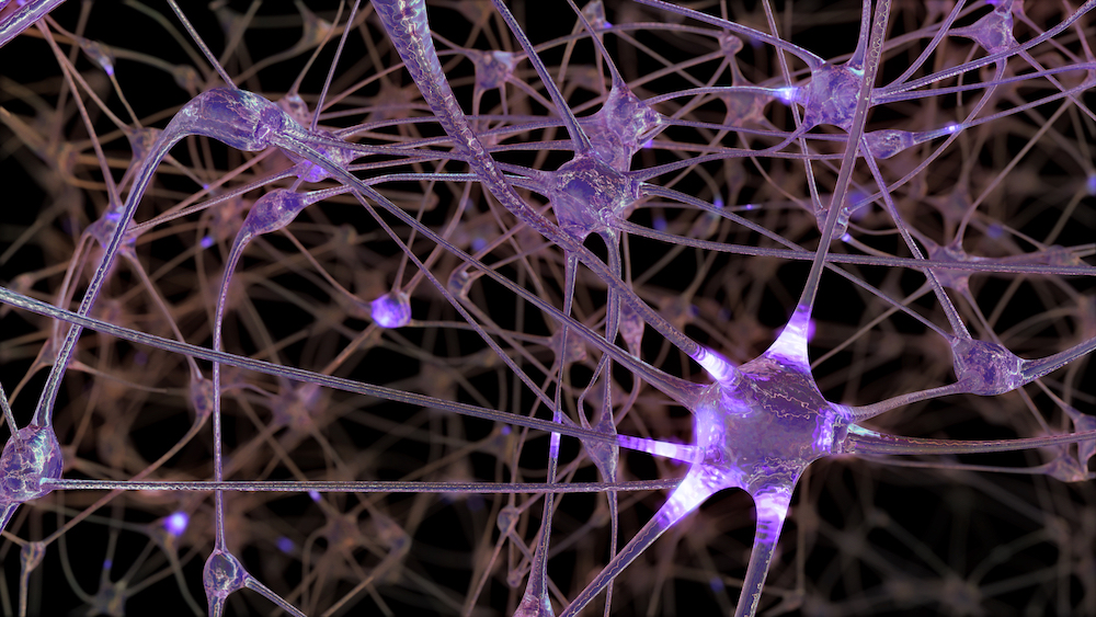 医学博士に聞く、記憶力・学習力アップに影響する脳機能「シナプス可塑性」とは？｜LINK@TOYO｜東洋大学